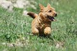 NORWICH TERRIER 019